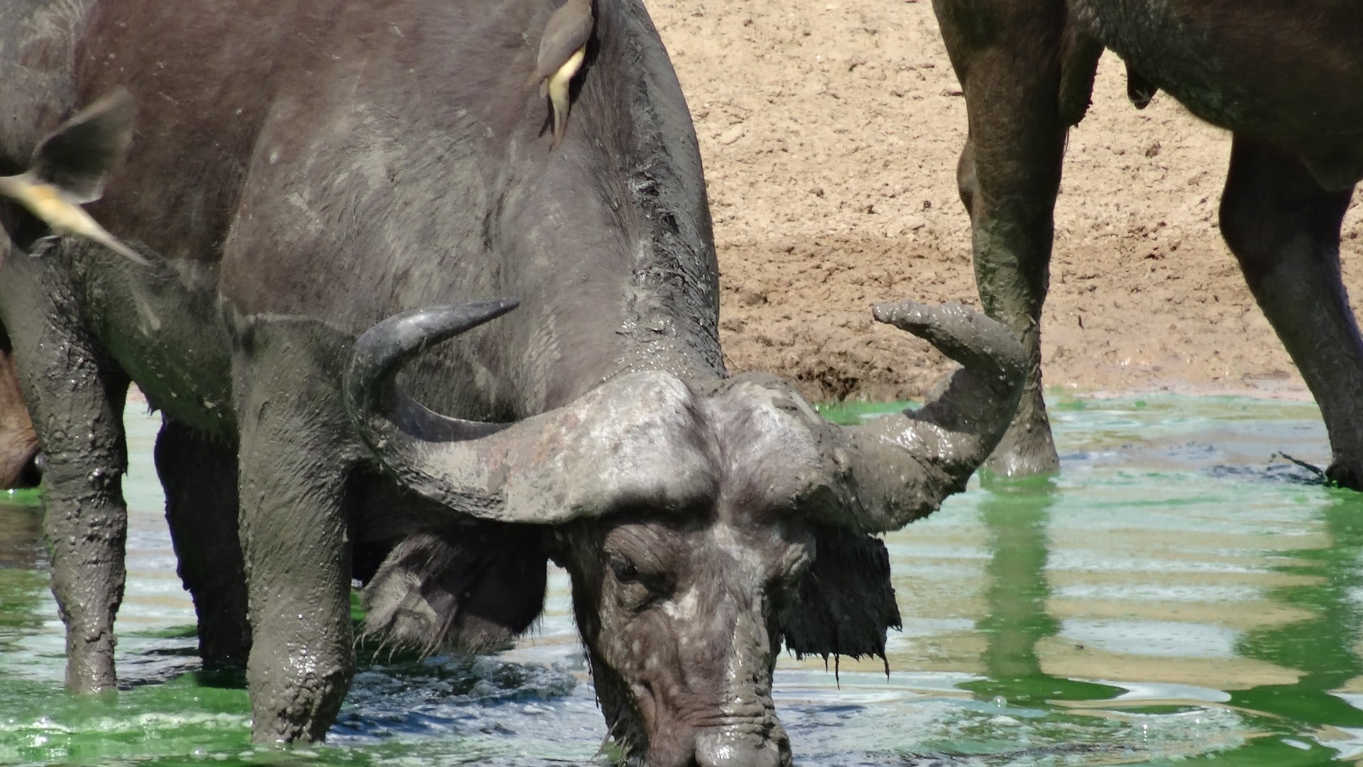 Kaffernbüffel in Tansania